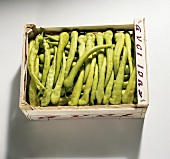 Peppers, variety 'Charleston' (Capsicum annuum), in crate