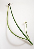 Tree onion (Allium cepa var. proliferum)