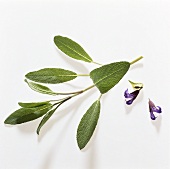 Sage (Salvia officinalis) with flowers