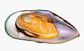 Green-shelled mussel from New Zealand, opened