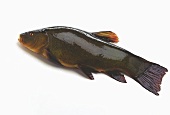 Whole tench
