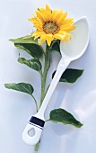 Sunflower oil on spoon beside sunflower