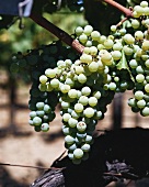 Sauvignon Blanc grapes on the vine