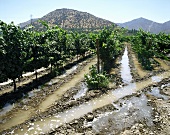Bewässerungssystem in der Weinbauregion Mendoza, Argentinien