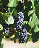 Pinot Noir Grapes on the Vine