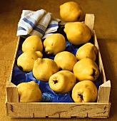 Several quinces in a crate
