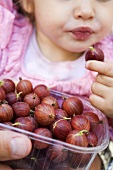Child eating red gooseberries