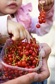 Child eating redcurrants