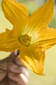 Hand hält Zucchiniblüte