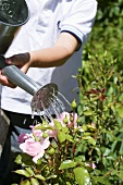 Child watering roses with blue watering can