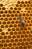 Honeycomb with bee (detail)