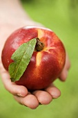 Hand hält frische Nektarine mit Blatt