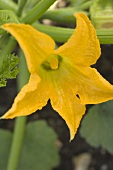 Courgette flower on the plant
