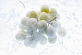Frozen green grapes on ice cubes