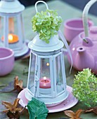 Hydrangea on white lantern containing tea light