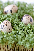 Quails' eggs on fresh cress