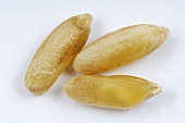 Three kamut grains (close-up)