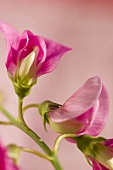 Purple sweet peas