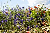 Larkspur and poppies growing wild
