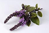 Basil, variety Africa Blue, with flowers