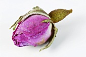 Dried rosebud (close-up)