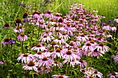 Purple coneflowers in the open air