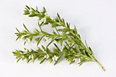 Winter savory with flowers
