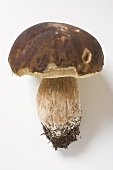 A cep with soil