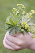 Child's hand holding freshly picked lady's mantle