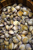 Fresh clams in a tub of water