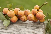 Organic apricots on branch with leaves on wood
