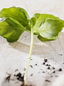 A stalk of basil