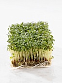 Fresh cress