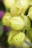 Milkweed seed pods