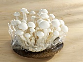 Shimeji mushrooms on wooden plate