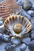 Scallop, opened, on the beach