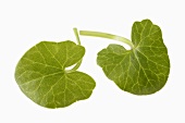 Two lesser celandine leaves