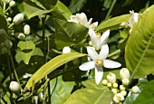 Orange blossom on the tree