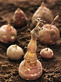 Jerusalem artichoke tubers on soil