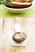 Brown mushroom on spatula