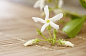 Jasminblüte