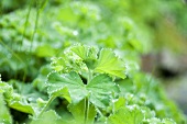 Lady's mantle out of doors