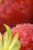 Erdbeere mit Wassertropfen (Detail)