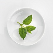 A sprig of lemon balm in a white dish