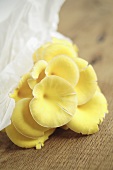 Yellow oyster mushrooms