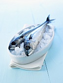 Two mackerel in a dish of crushed ice