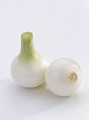 Two young white onions