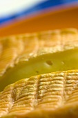 Maroilles (Weichkäse aus Frankreich, Close Up)