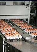 Eggs in egg trays on conveyor belts