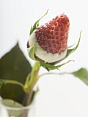 Chocolate-dipped strawberry in a flower vase